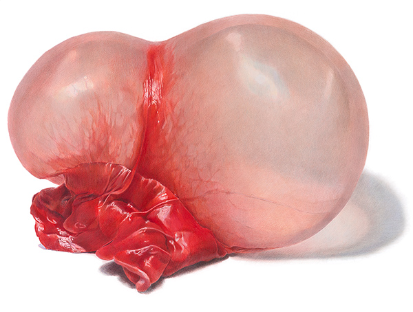 Oral Fixations: Drawings by Julia Randall
